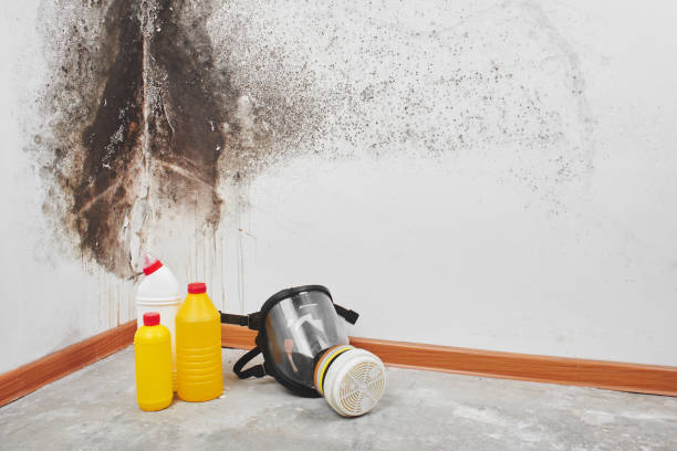 Reliable Lexington, NC Mold Removal Solutions