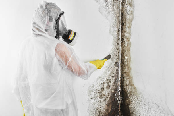 Best Attic Mold Removal  in Lexington, NC