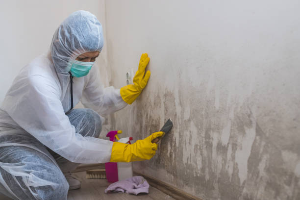 Best Mold Inspection  in Lexington, NC