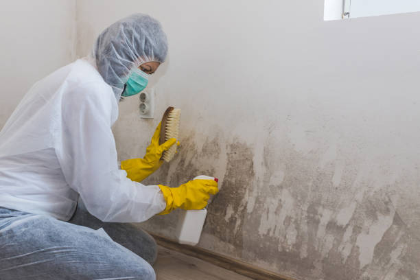 Best Mold Remediation Experts  in Lexington, NC