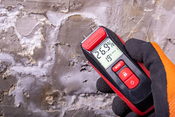 Best Black Mold Removal  in Lexington, NC