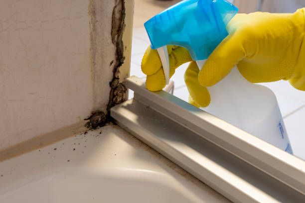Best Emergency Mold Removal  in Lexington, NC