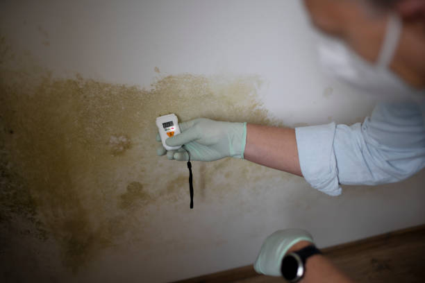 Best Fast Mold Removal  in Lexington, NC