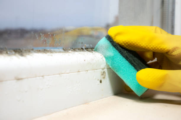 Best Office Mold Removal Services  in Lexington, NC