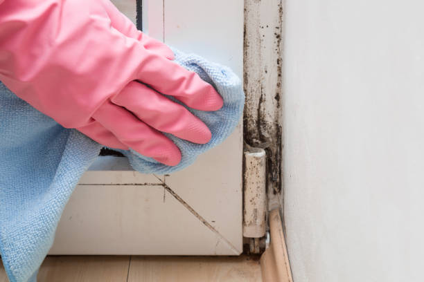Best Office Mold Removal Services  in Lexington, NC